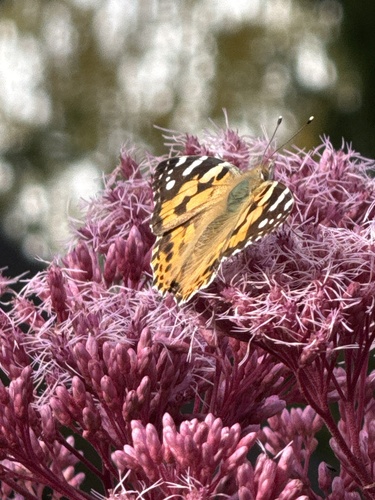 Painted Lady