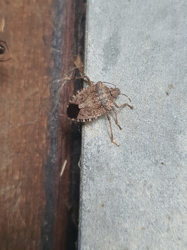 Brown Marmorated Stink Bug