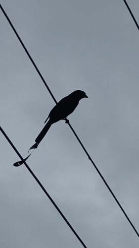 Greater Racket-tailed Drongo