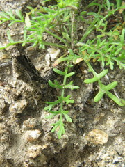 Gilia capitata abrotanifolia