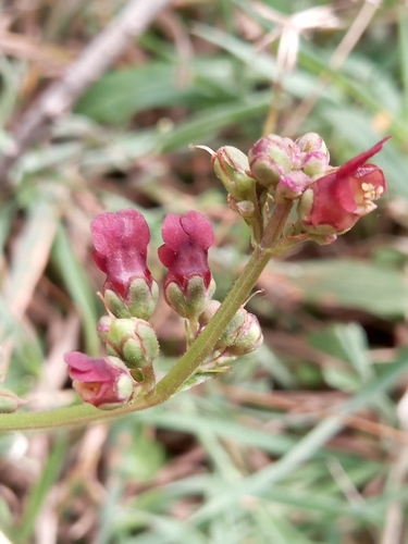 Water Figwort