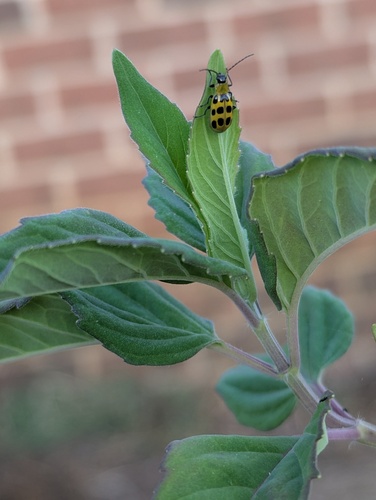 Spotted Cucumber Beetle