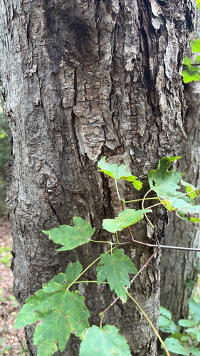 red maple