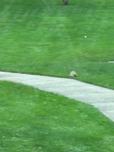 Groundhog