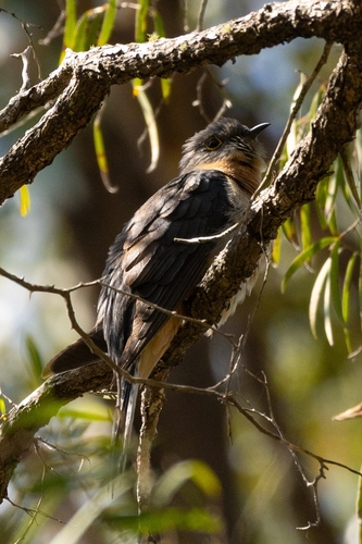 Fan-tailed Cuckoo