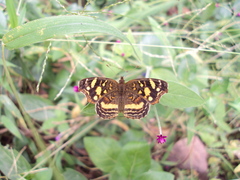 Anthanassa drusilla drusilla