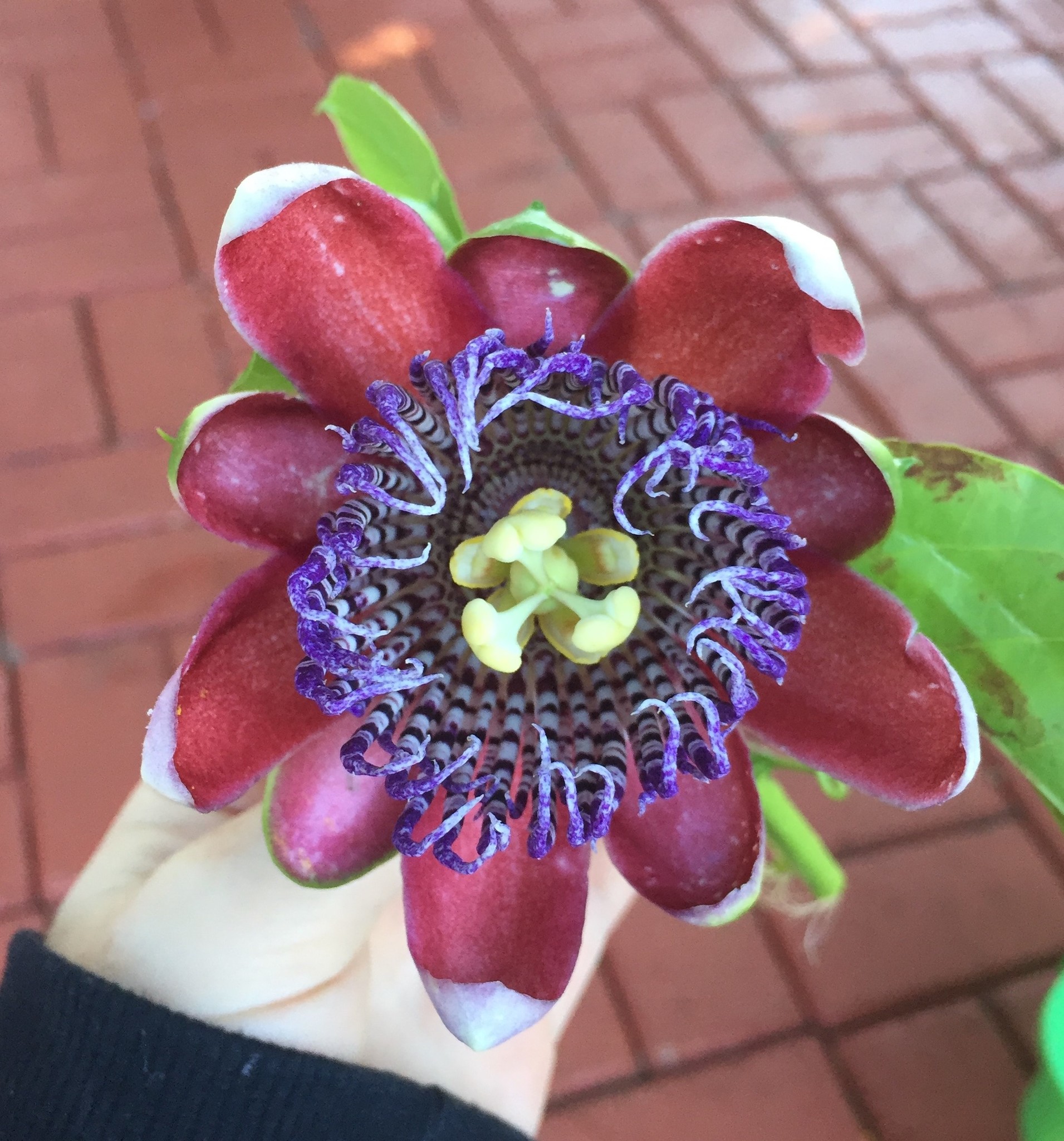 Passiflora alata