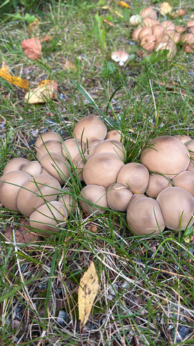 Pear-shaped Puffball