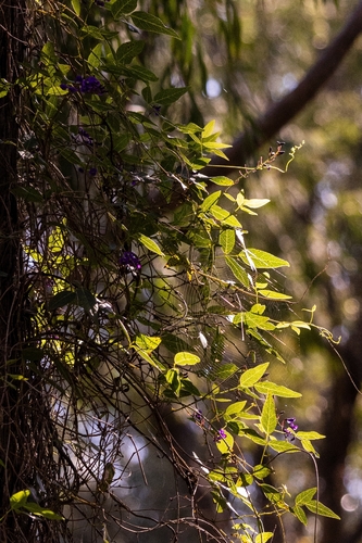 Native wisteria