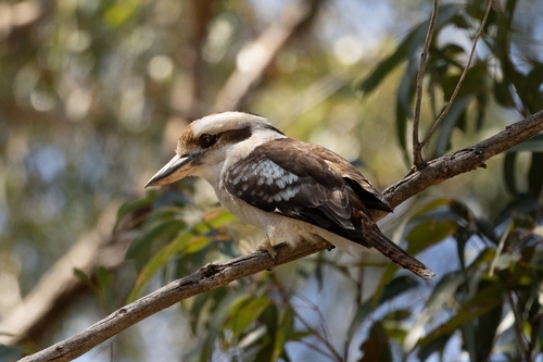 Laughing Kookaburra