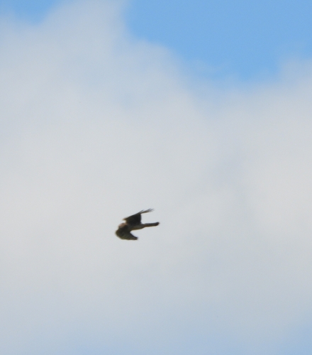 Hen Harrier