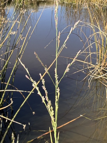 nuttall's alkali grass