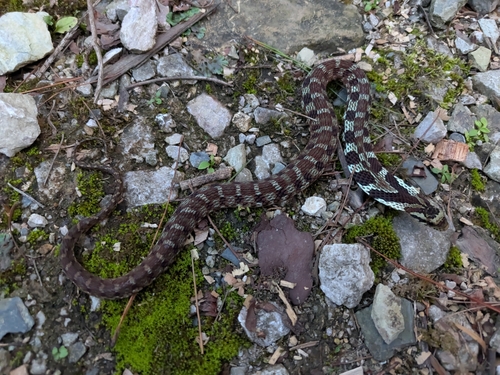 Big-eyed Bamboo Snake