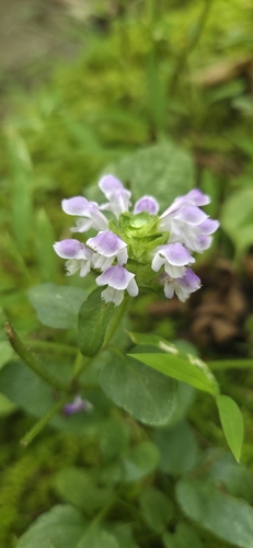 common selfheal