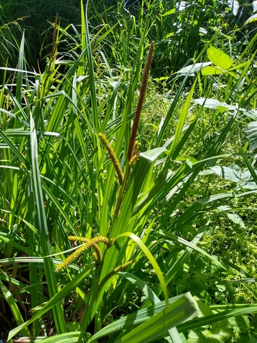 Image of Carex amplifolia by no rights reserved
