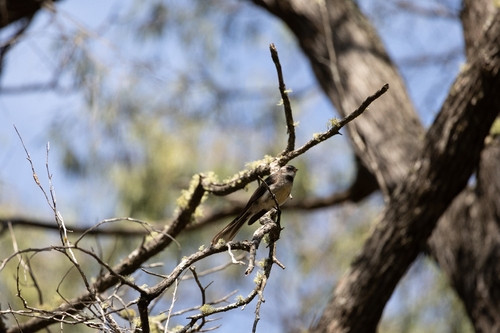 Grey Fantail