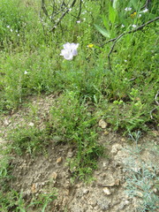Gilia capitata abrotanifolia