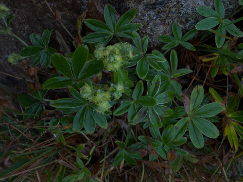 Alchemilla alpina, photograph 3