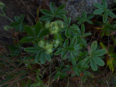 author not stated, no rights reserved Alchemilla alpina, photograph author not stated, no rights reserved