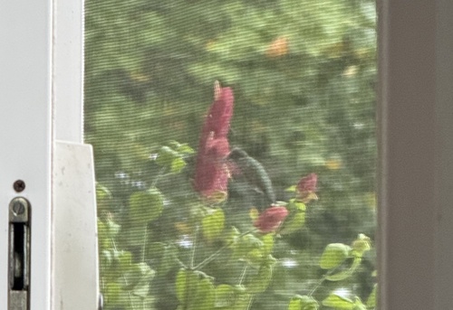 Ruby-throated Hummingbird