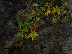 author not stated, no rights reserved Alchemilla alpina, photograph author not stated, no rights reserved