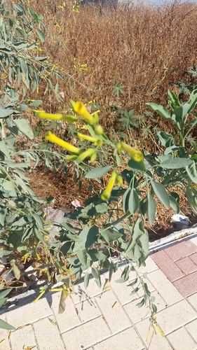 tree tobacco