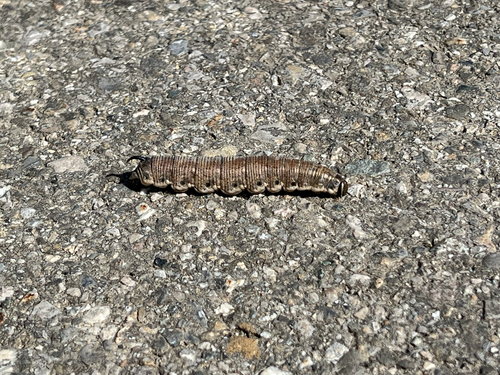 Convolvulus Hawkmoth