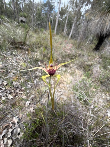 King Spider Orchid