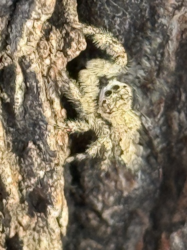 Tan Jumping Spider