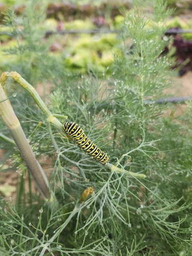 Black Swallowtail