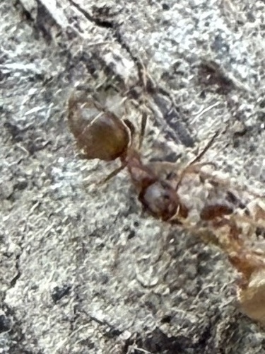 Turfgrass Ant