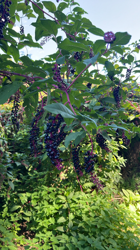 American pokeweed