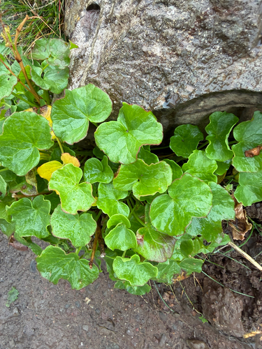 Oxyria digyna, photograph 3