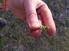 Veronica arvensis