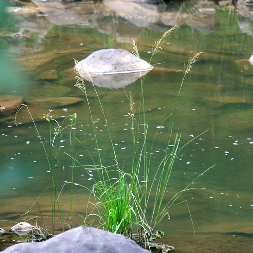 Chrysopogon zizanioides observed 2026-09-21