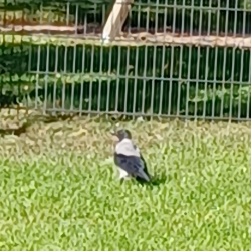 Hooded Crow