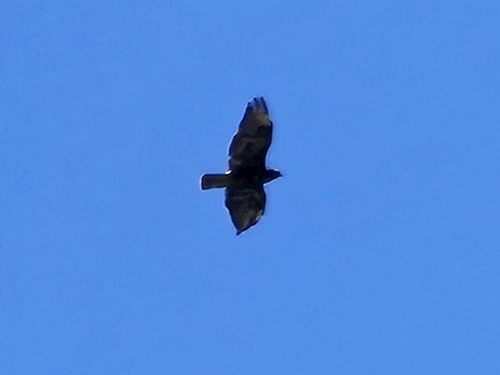 Common Buzzard