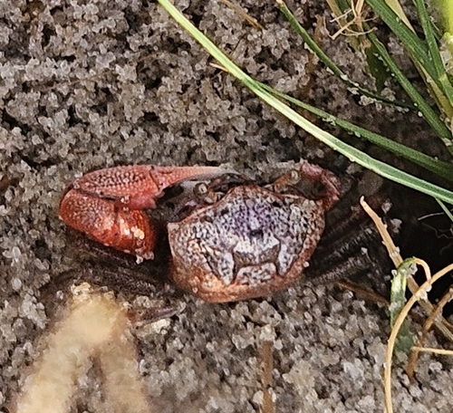 Atlantic Sand Fiddler Crab