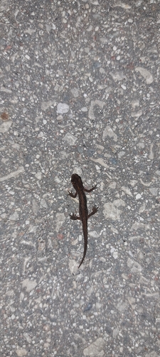 Smooth Newt