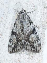 Catocala lineella