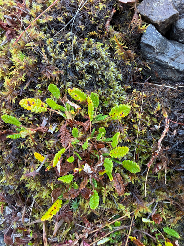 Dryas octopetala, photograph 2