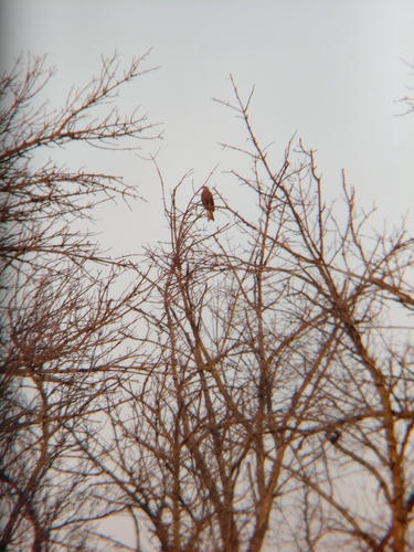 Black Kite