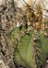 Astrophytum ornatum