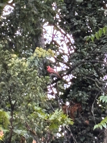 Northern Cardinal