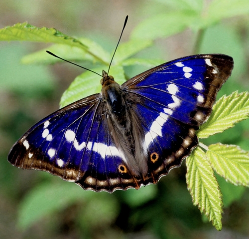 Purple Emperor