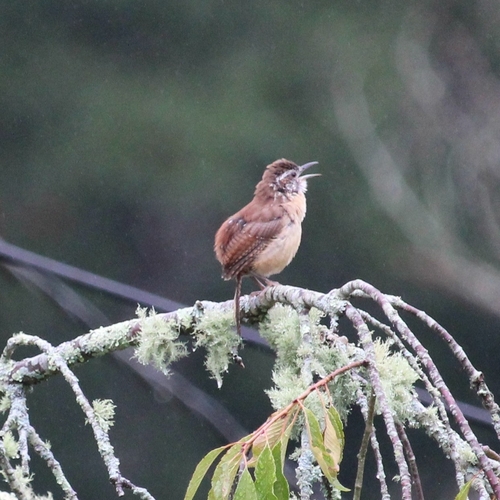 Carolina Wren