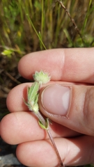 Trifolium microcephalum