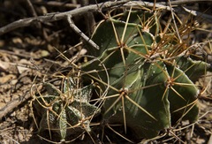 Astrophytum ornatum