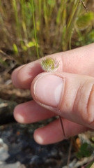 Trifolium microcephalum
