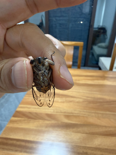 Purana gigas